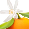 شکوفه پرتقال ماندارین Mandarin Orange Blossom Melati